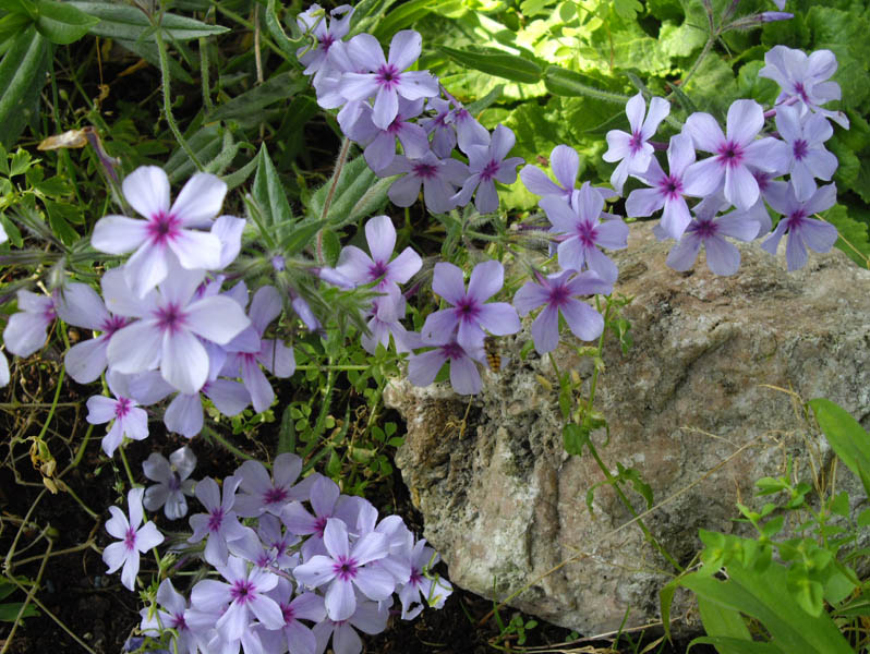 Phlox divaricata ssp laphamii 'Chattahoochee' photo